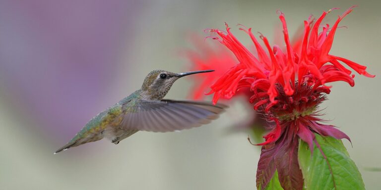 Colibri qui pollinise dans une fleure rouge