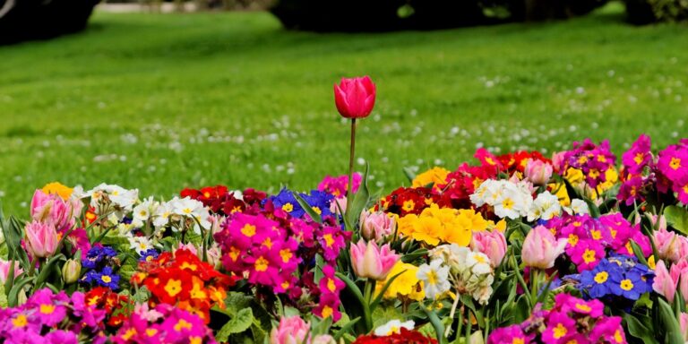 Champ de fleurs avec tulipes au milieu