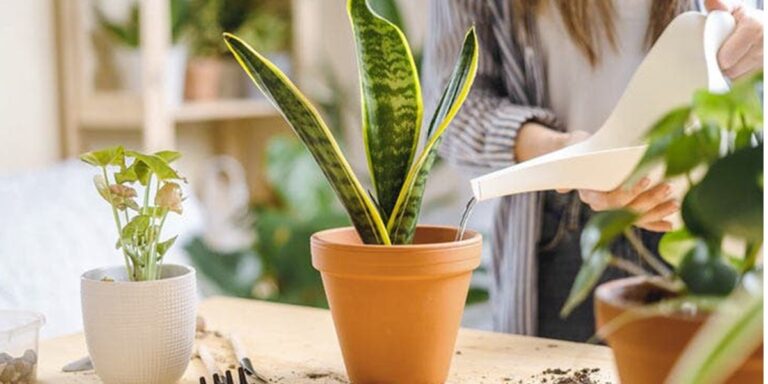 Plante dans un pot qui se fait arroser