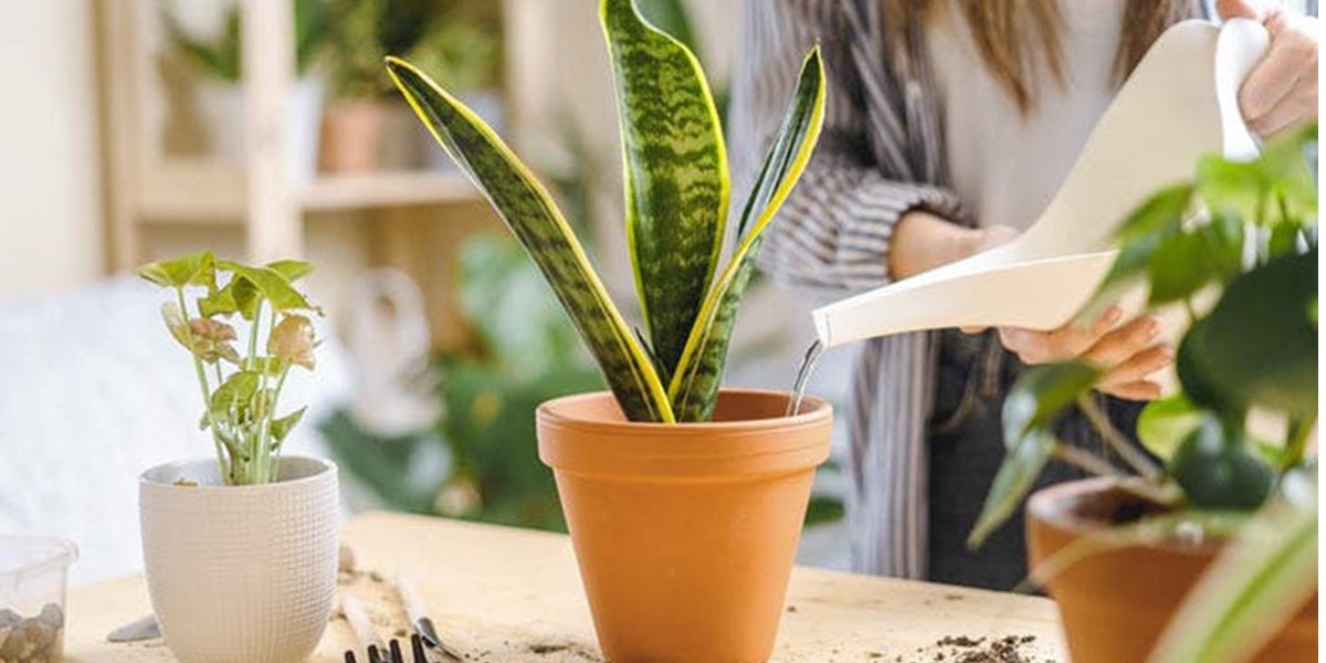 Plante dans un pot qui se fait arroser