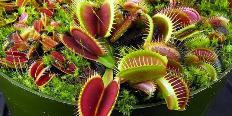 Plantes carnivores dans un pot