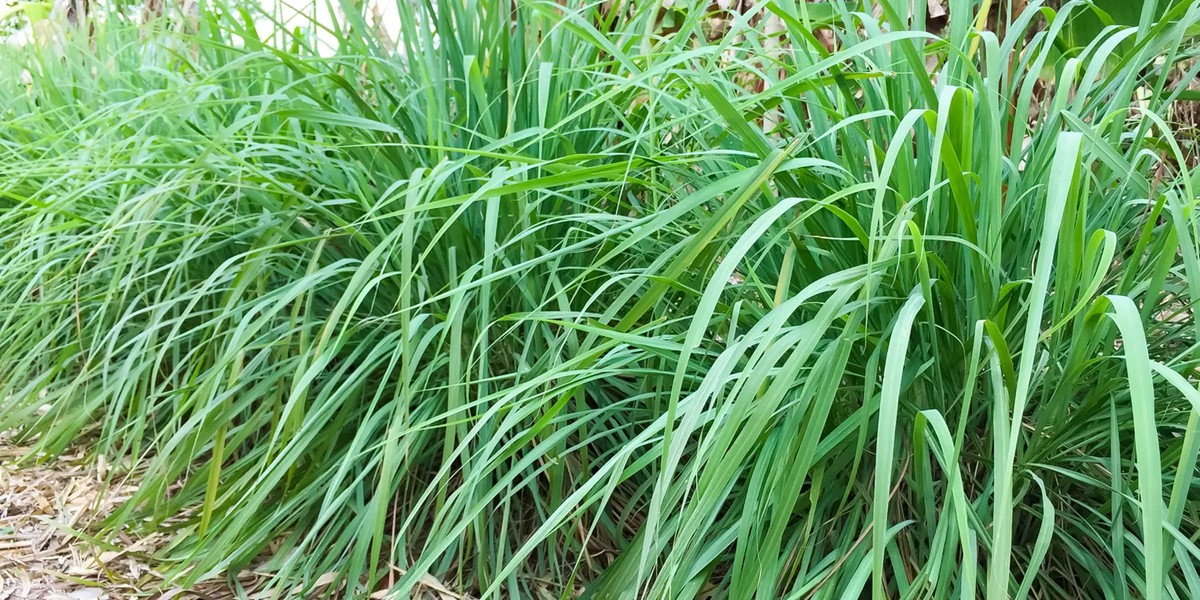Plant de citronelle