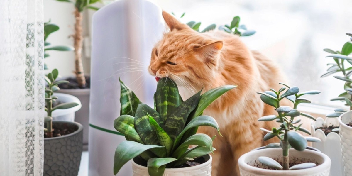Chat roux qui mange une plante