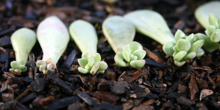 Plusieurs feuilles de succulent qui poussent des bébés feuilles