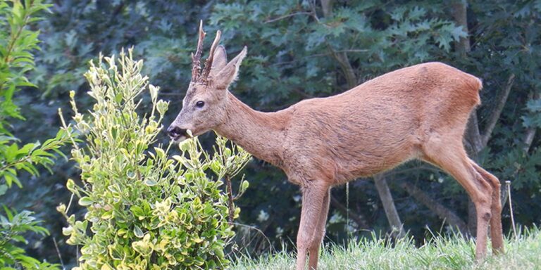 Chevreuil qui mange plantes