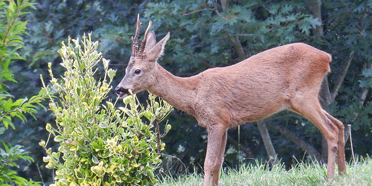 Chevreuil qui mange plantes